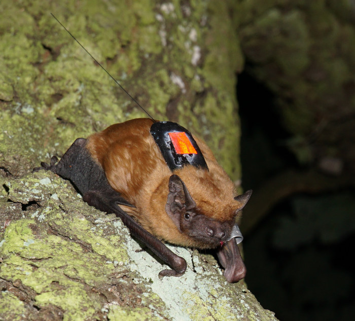 Attachment on animals